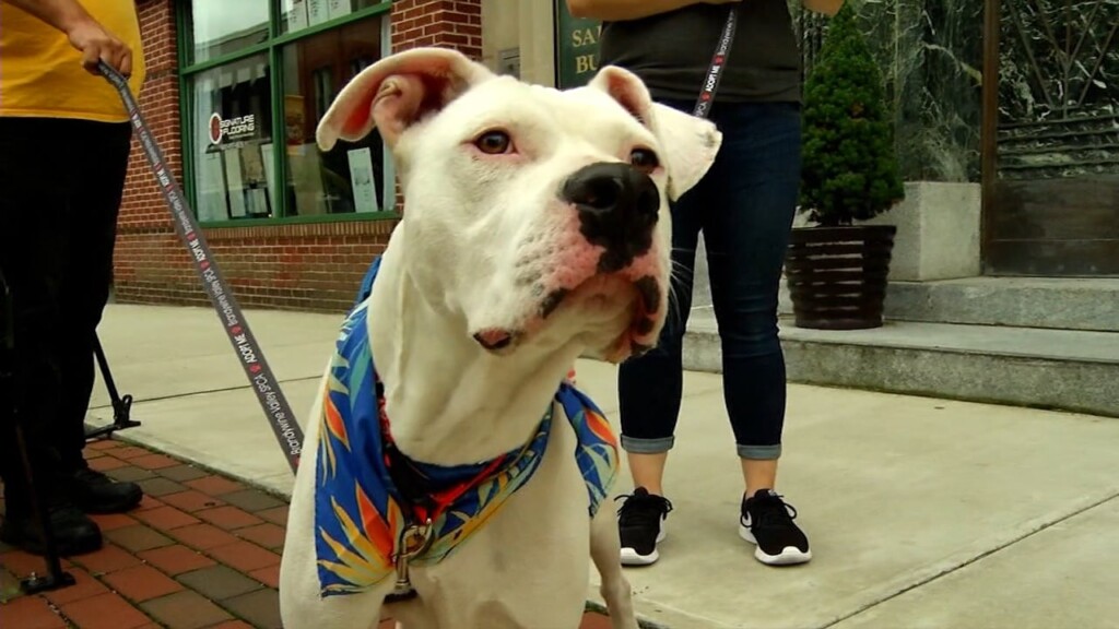 Pets On The Plaza: Meet Mr. Clean
