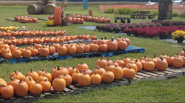 Pumpkindrought