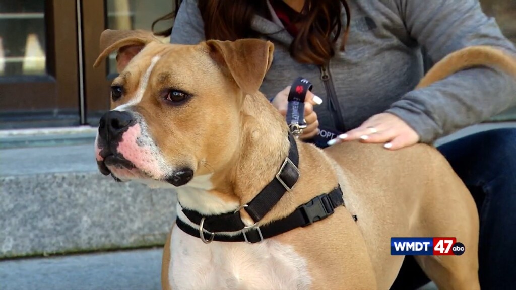 Pets On The Plaza: Meet Gavin