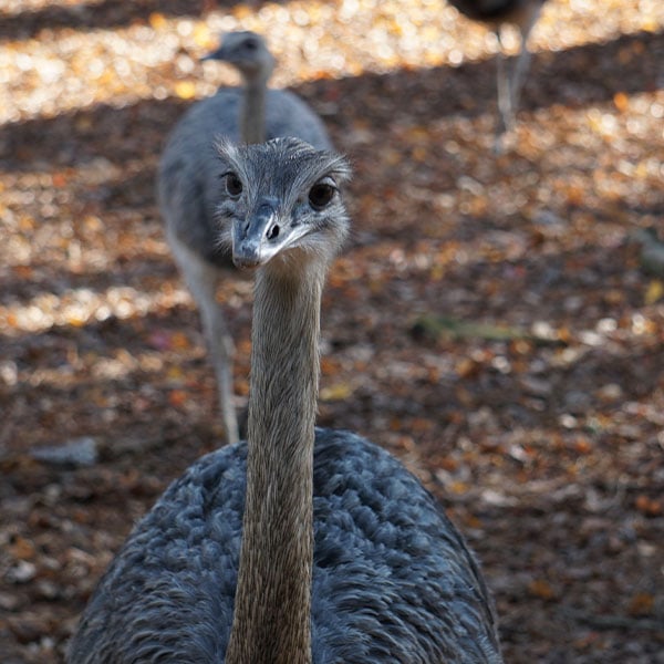 Greater Rhea
