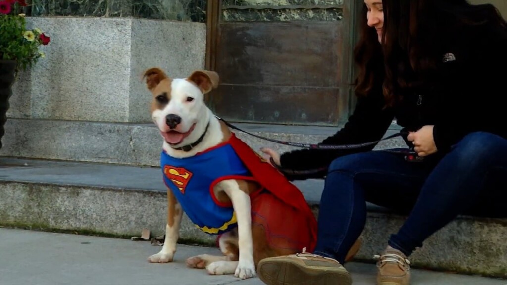 Pets On The Plaza: Meet Beauty