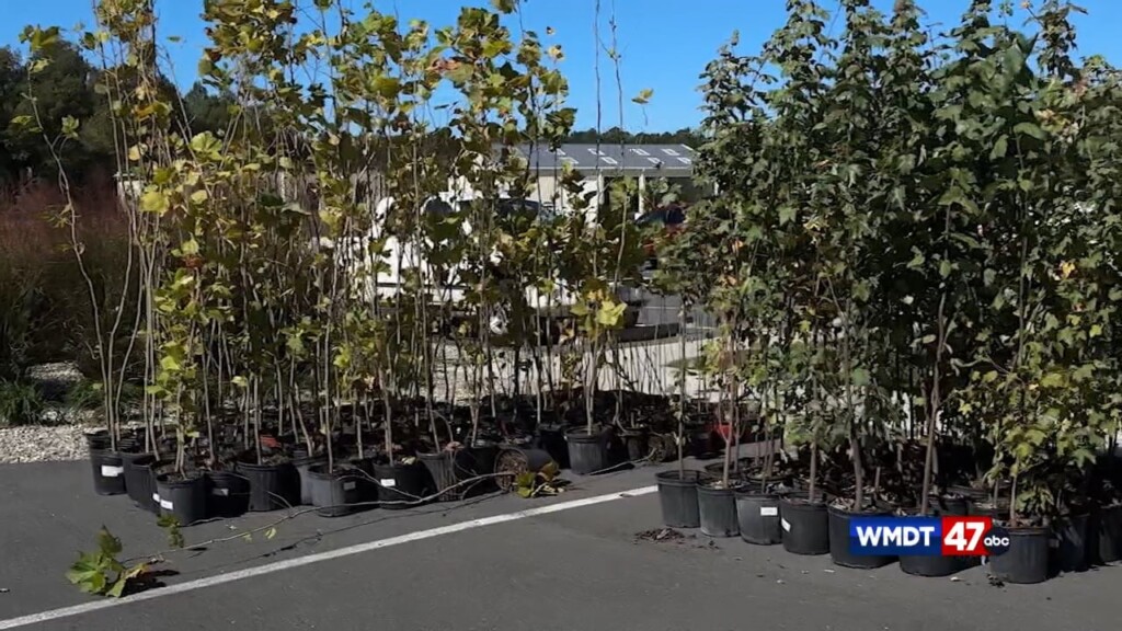 Distributing 700 Trees