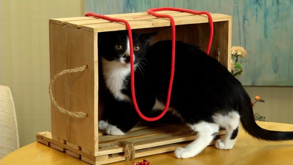 Pets On The Plaza: Meet Sophia