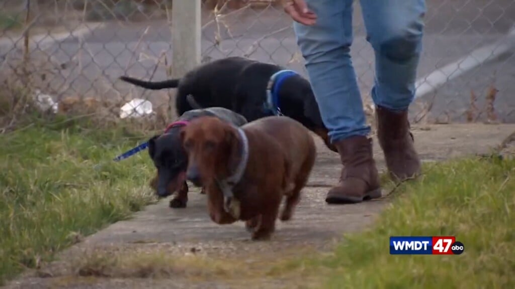 Pet Tips: Cold Weather