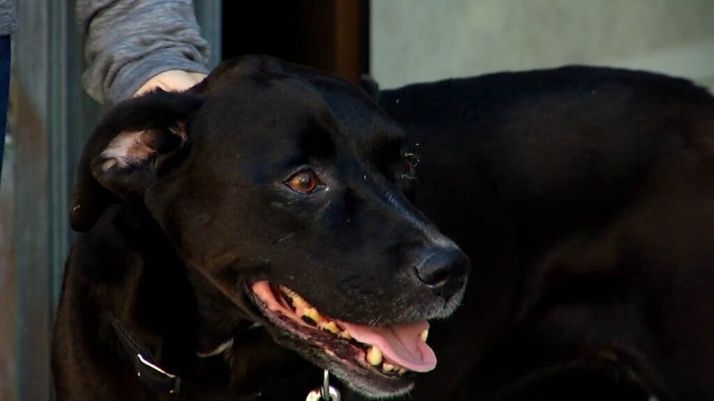 Pets On The Plaza: Meet Lexi