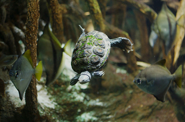 640px Diamondback Terrapin New England Aquarium