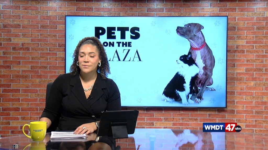 Pets On The Plaza: Meet Smiley
