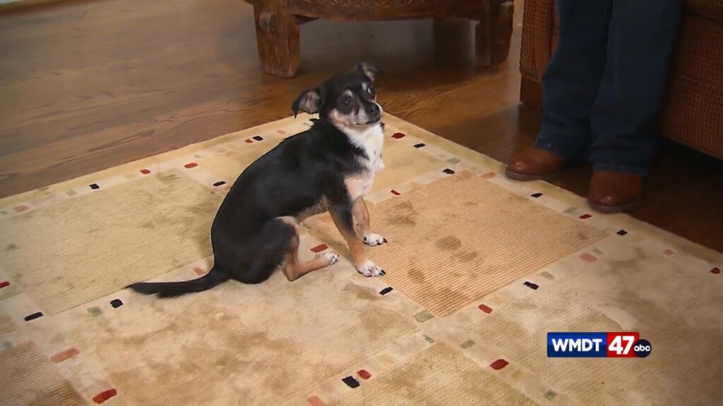 Pet Tips: Thanksgiving