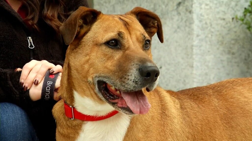 Pets On The Plaza: Meet Victor