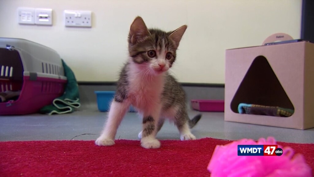 Pet Tips: Spaying & Neutering