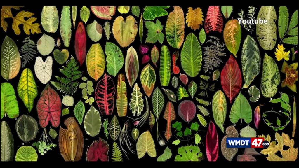 The Wild And Scenic Film Festival