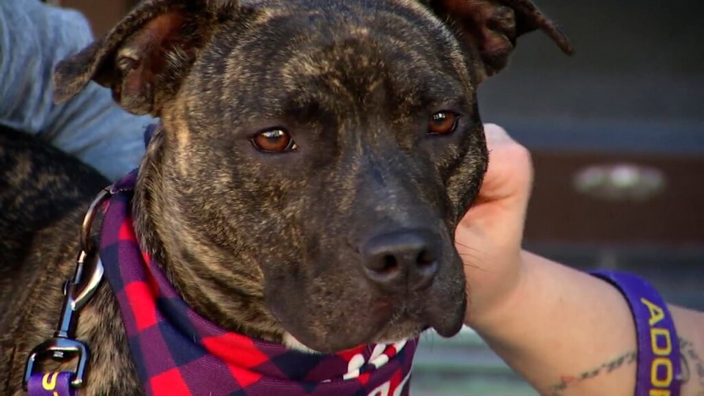 Pets On The Plaza: Meet Boots