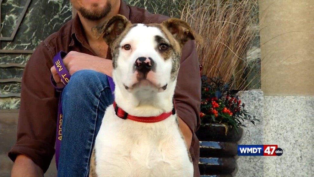 Pets On The Plaza: Meet Hugo