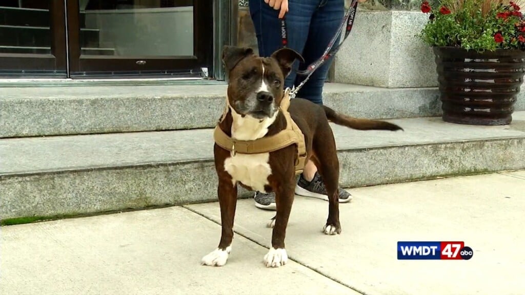 Pets On The Plaza: Meet Precious