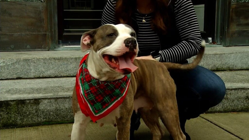 Pets On The Plaza: Meet Angel