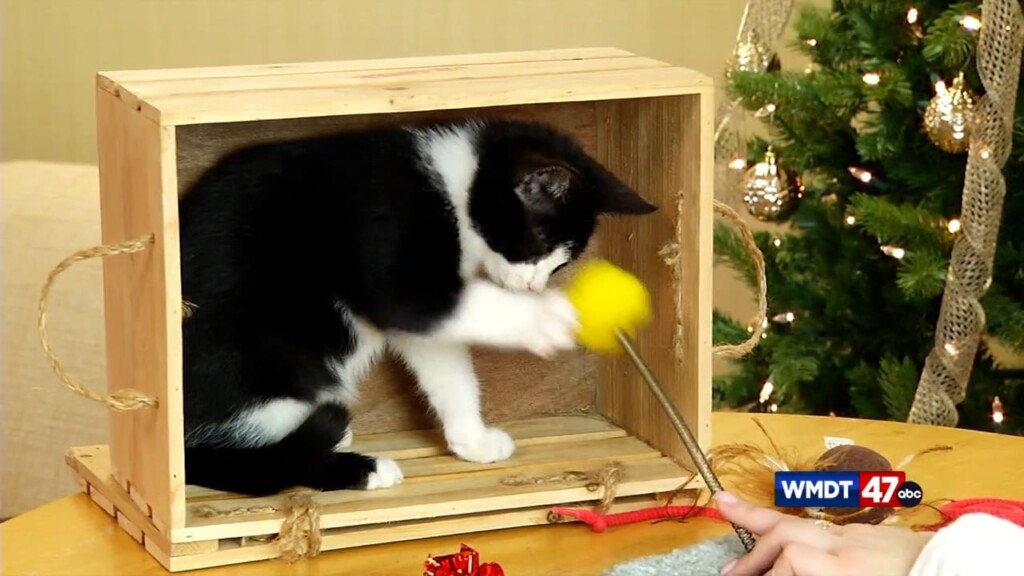 Pets On The Plaza: Meet Wendigo
