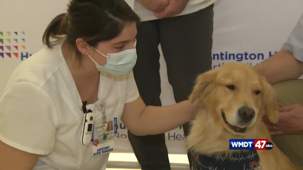 Pet Insurance