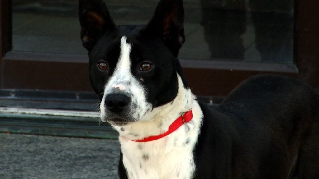 Pets On The Plaza: Meet Ollie
