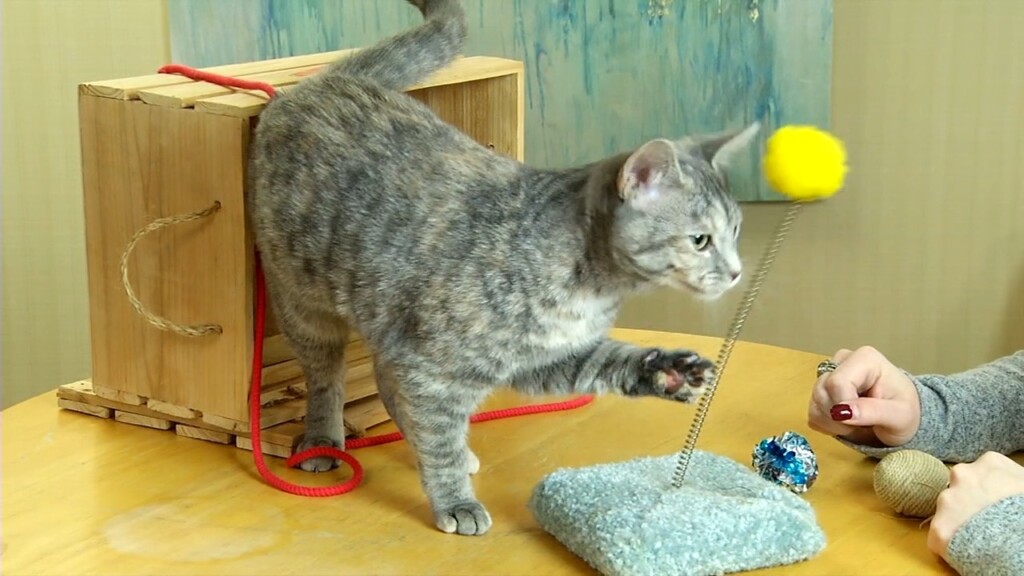 Pets On The Plaza: Meet Woo Woo