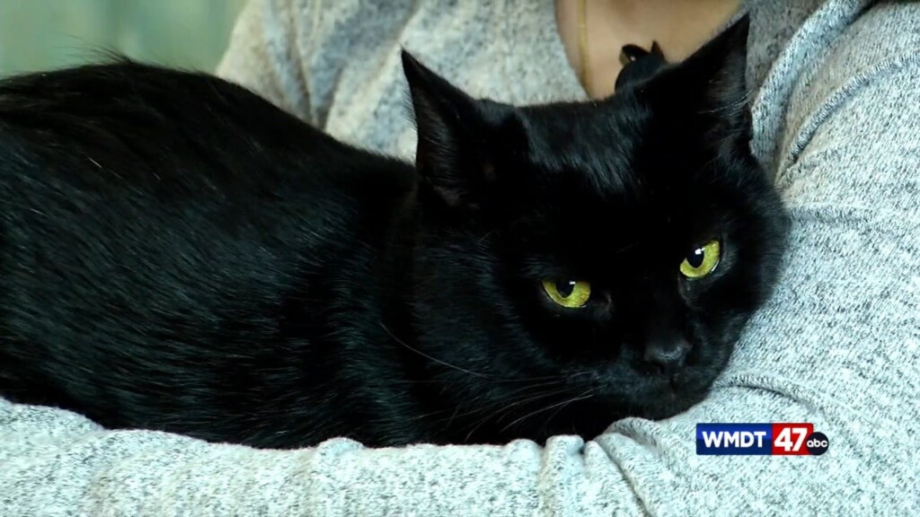 Pets On The Plaza: Meet Eric Draven