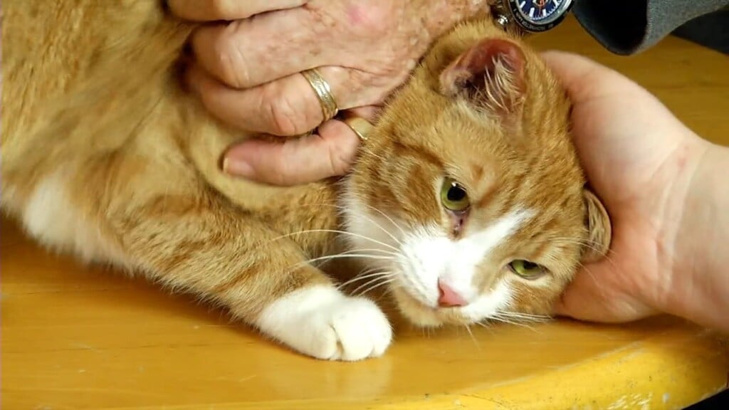 Pets On The Plaza: Meet Macchiato