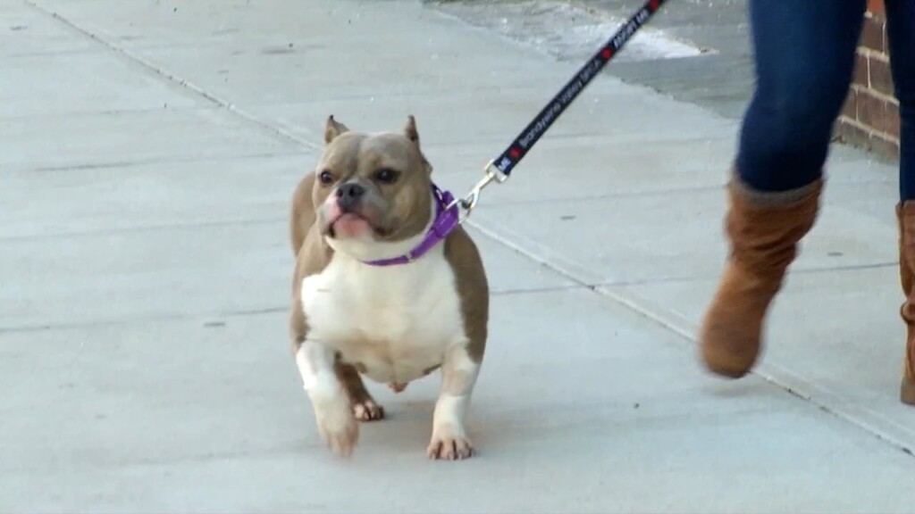 Pets On The Plaza: Meet Arwen