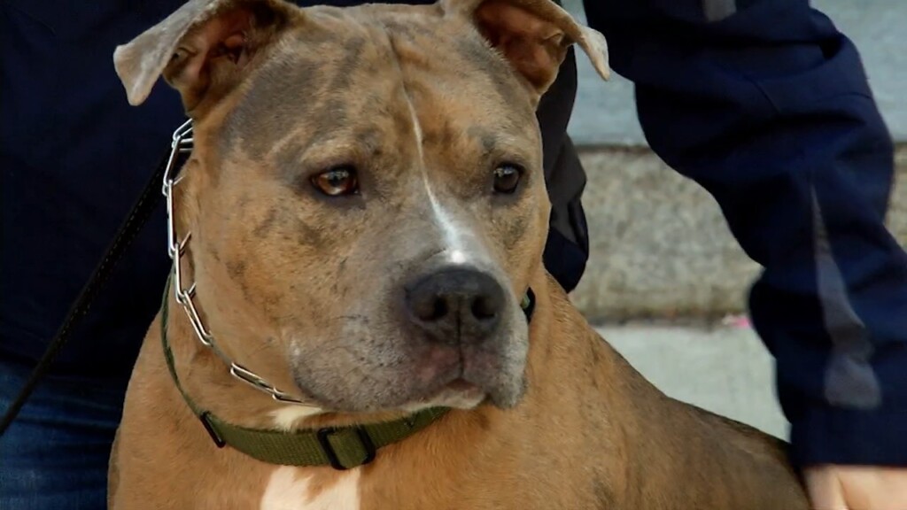 Pets On The Plaza: Meet Heathcliff