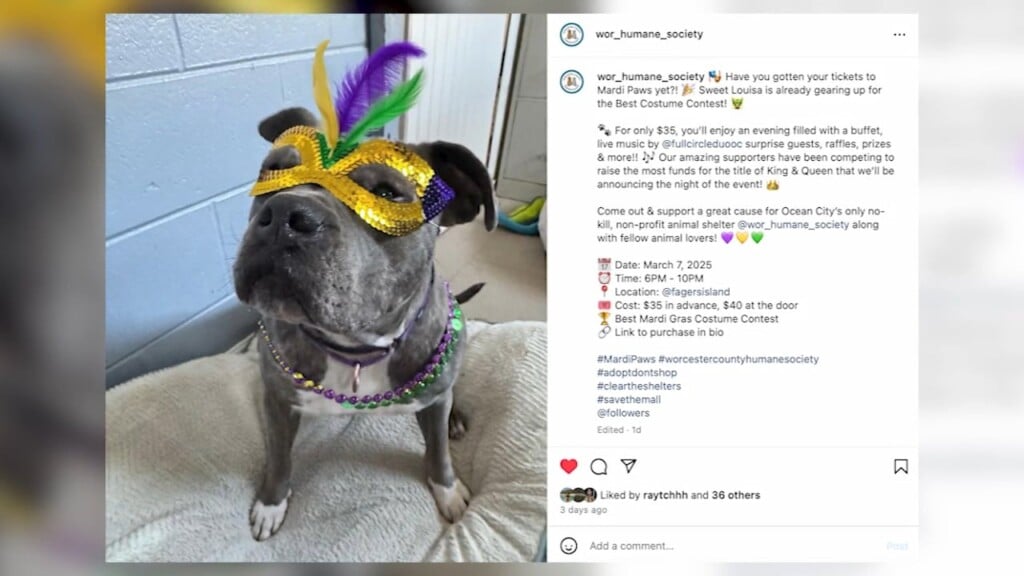 Mardi Paws Intv.