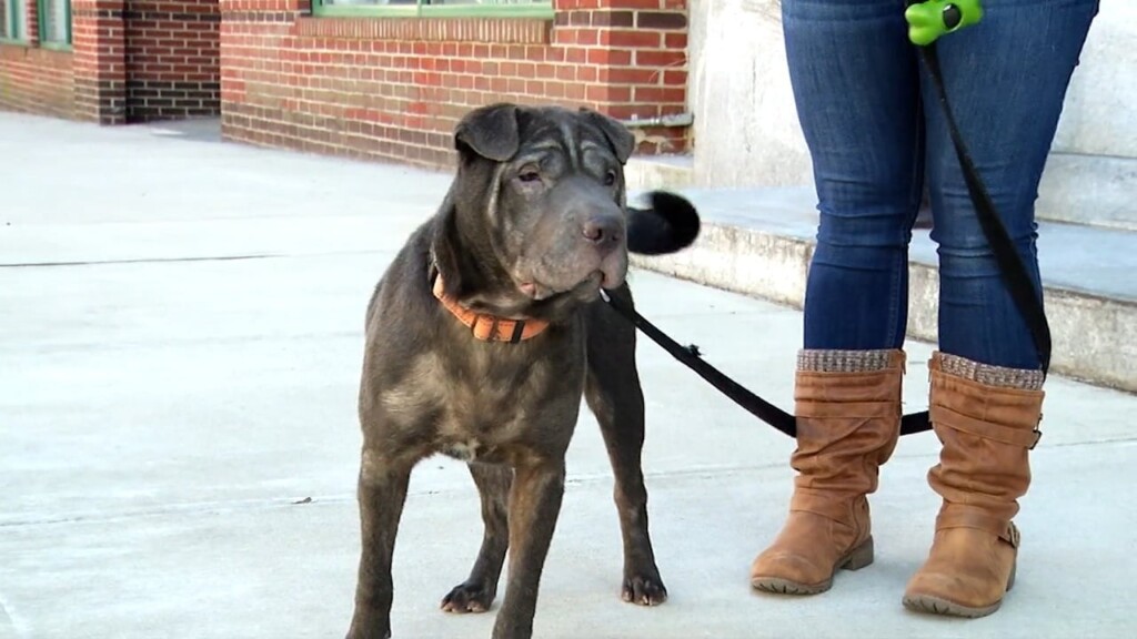 Pets On The Plaza: Meet Eve