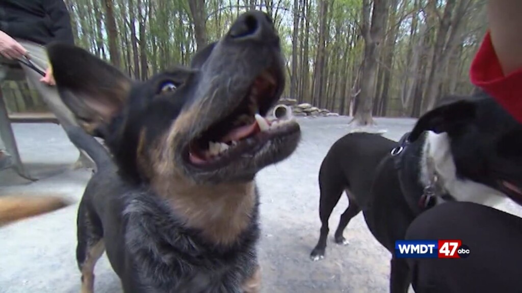 Pet Tips: Dental Health