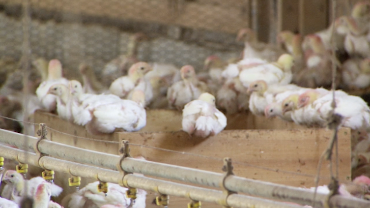 Poultry Web Pic