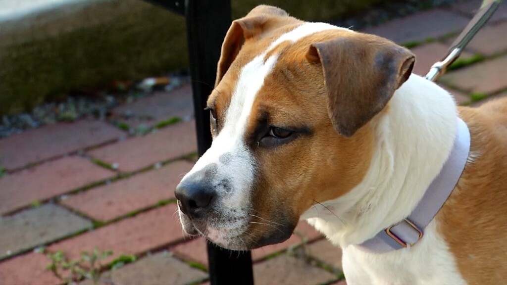 Pets On The Plaza: Bopeep