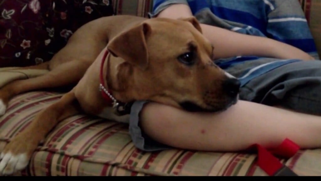 Responsible Pet Owners Month