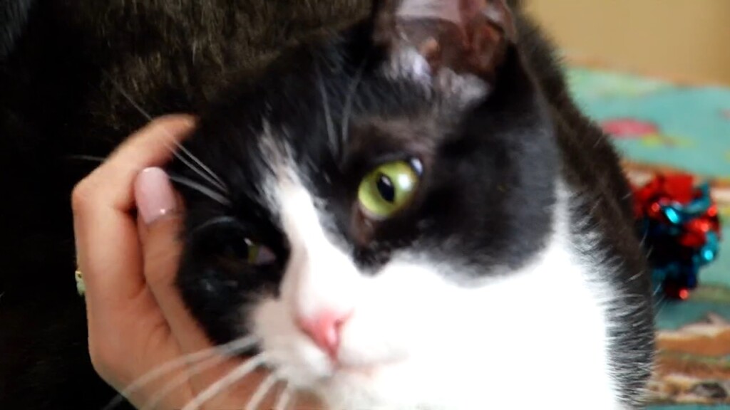 Pets On The Plaza: Juniper