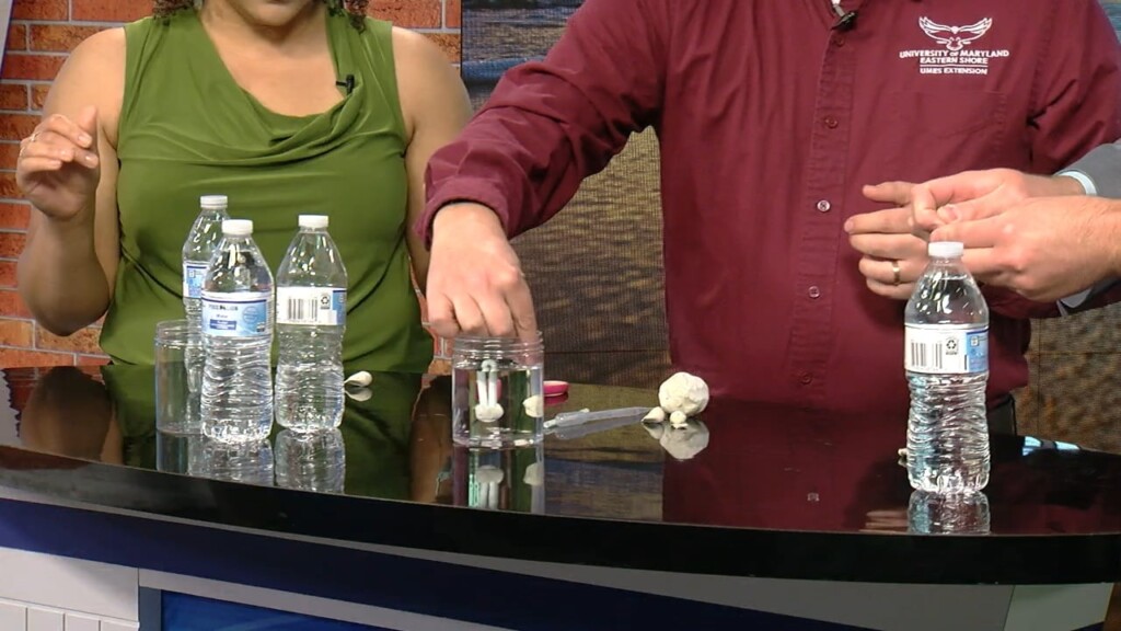 Stem Experiment: Cartesian Divers