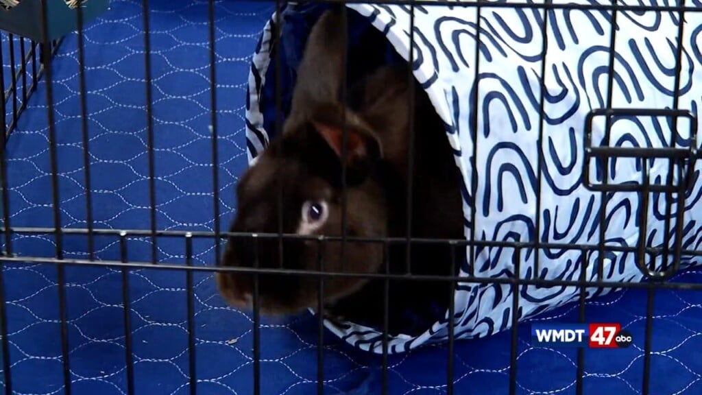 Pets On The Plaza: Choco