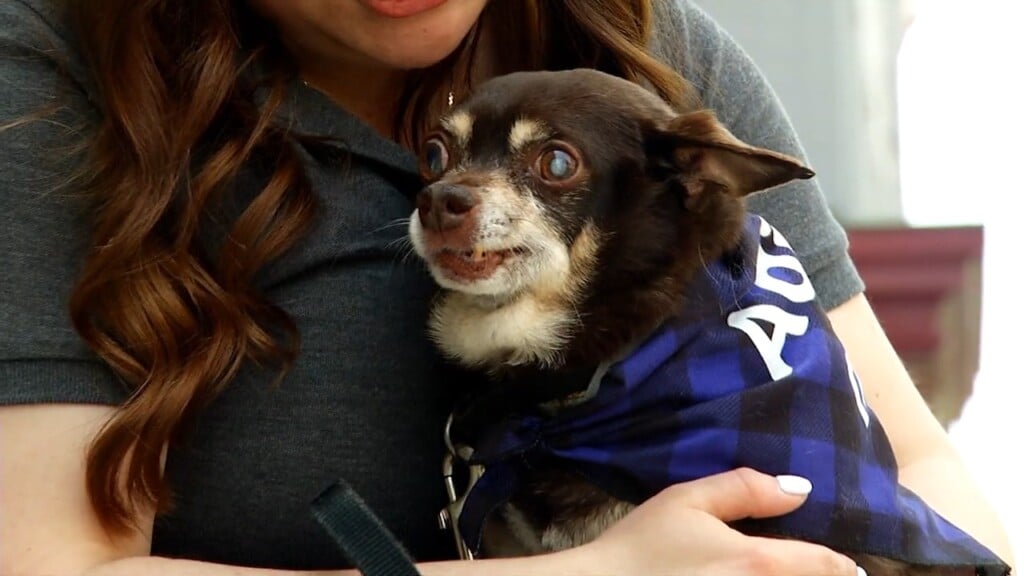 Pets On The Plaza: Meet Oswald