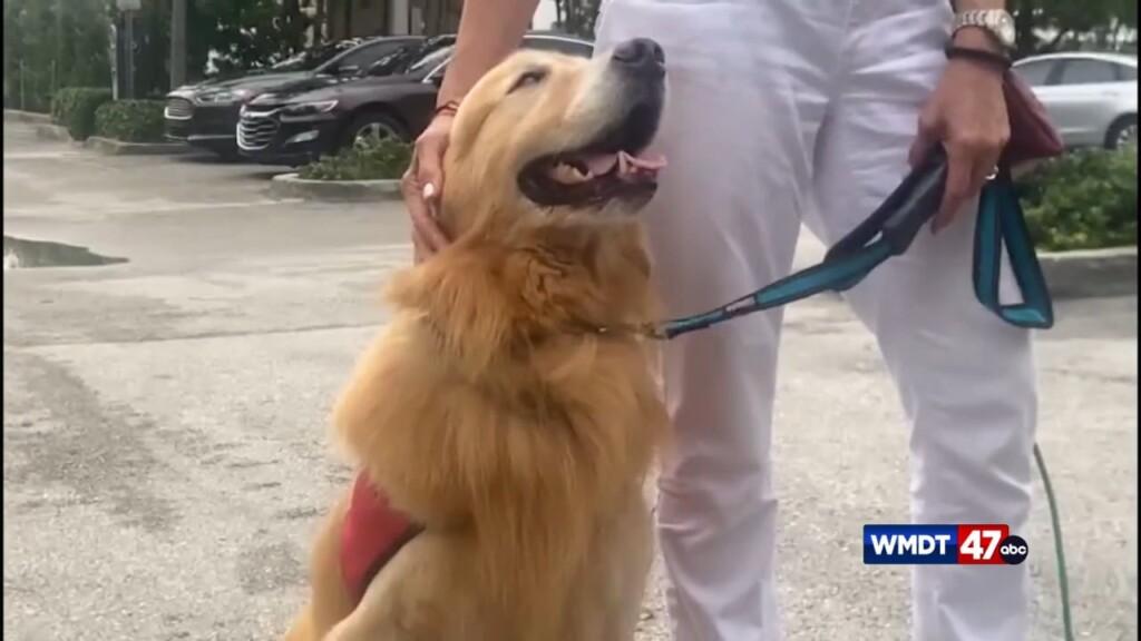 Pet Tips: Delaware Dog Licensing