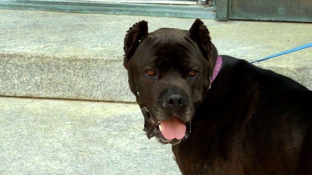 Pets On The Plaza: Meet Shrek