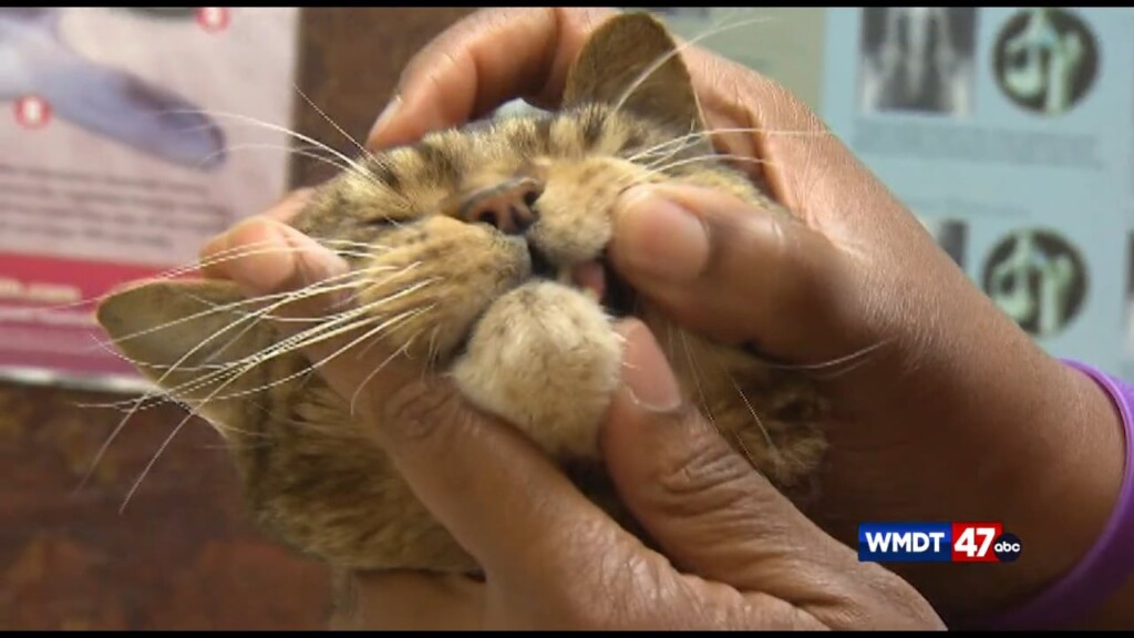 Pet Tips: First Aid