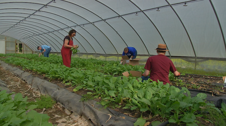 Gleaning Pic