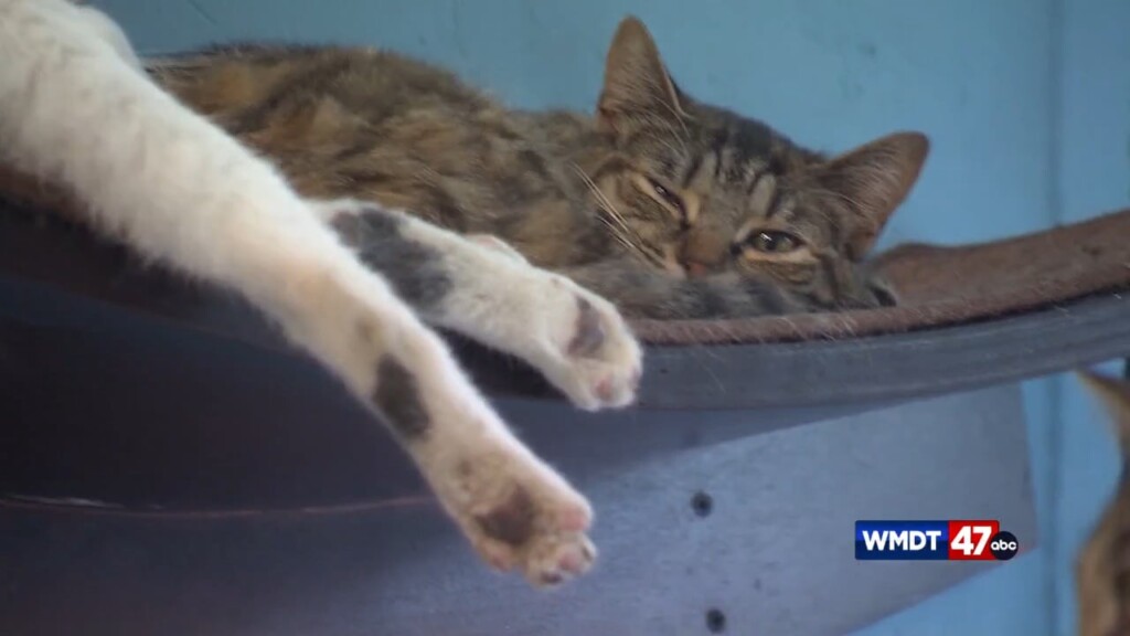 Pet Tips: Seasonal Cleaning