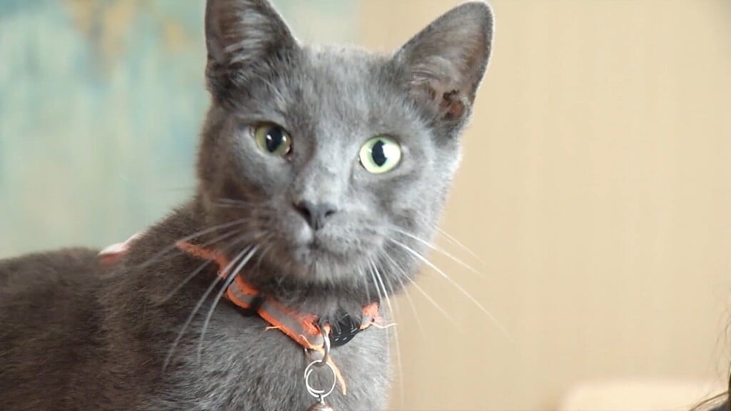 Pets On The Plaza: Malachite