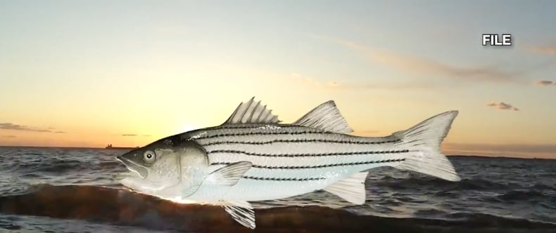 Fishregulations