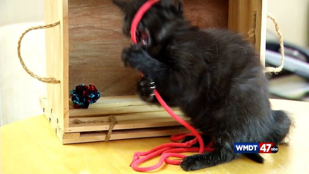 Pets On The Palza: Fig