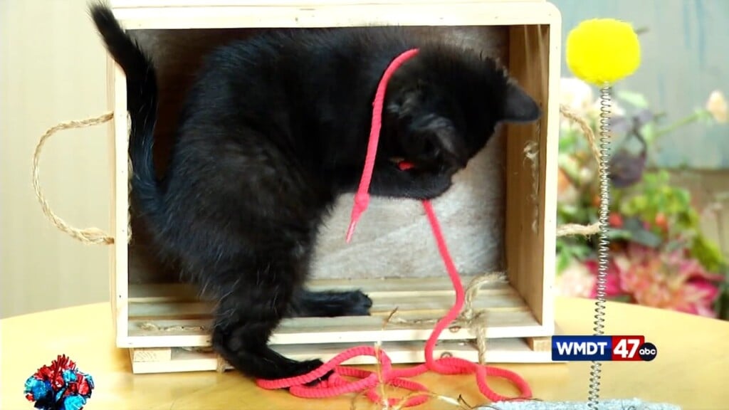 Pets On The Plaza: Fava