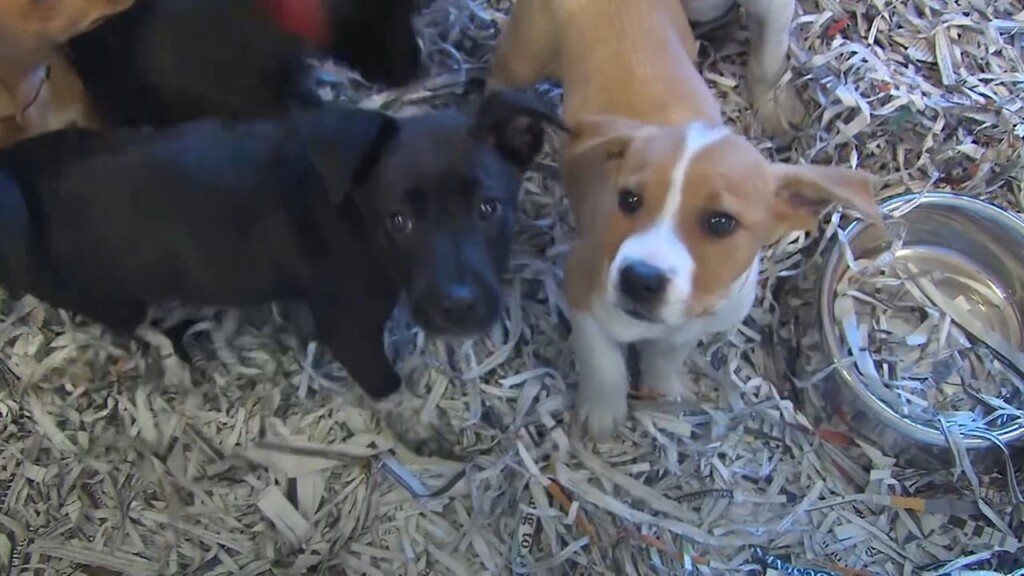 Pet Tips: Seasonal Allergies