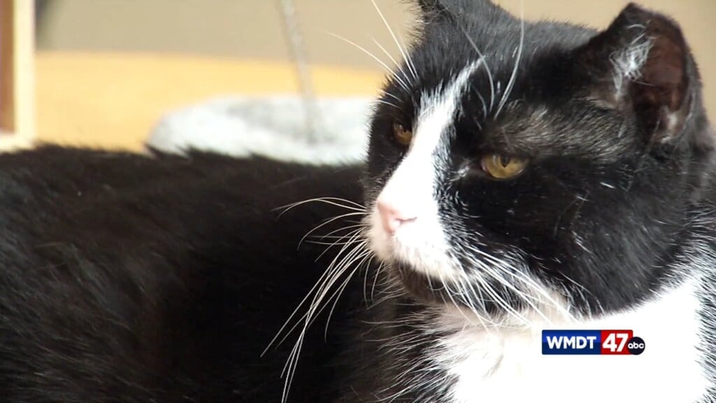 Pets On The Plaza: Lola
