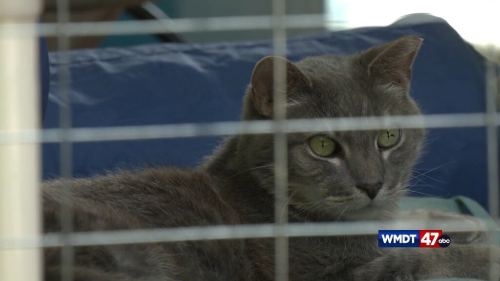 Pet Safety In The Heat