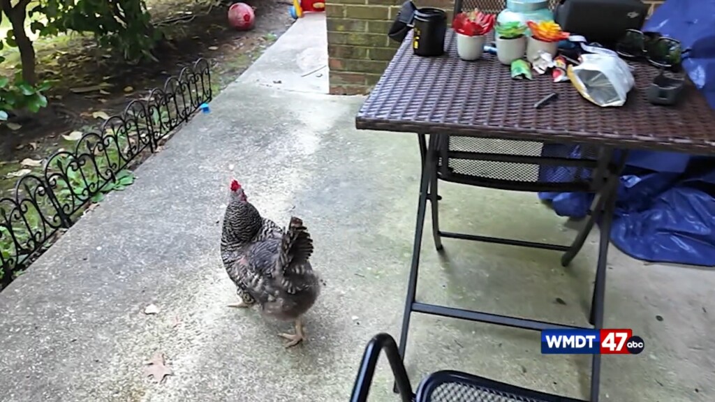 Whats Up With The Chickens?